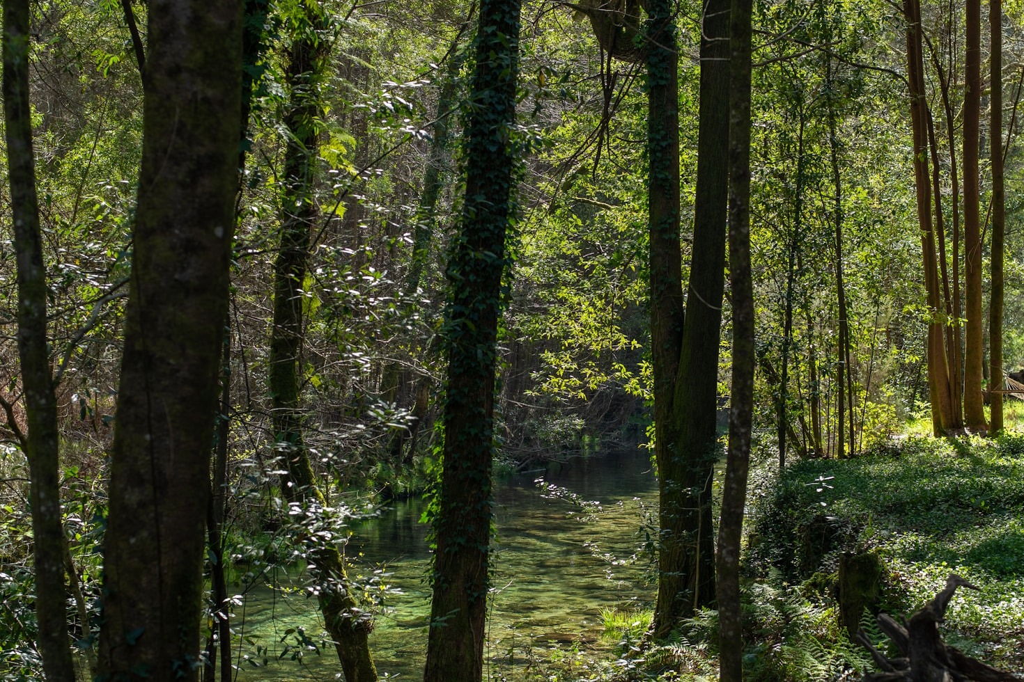 Wie Waldbaden Stress reduzieren kann