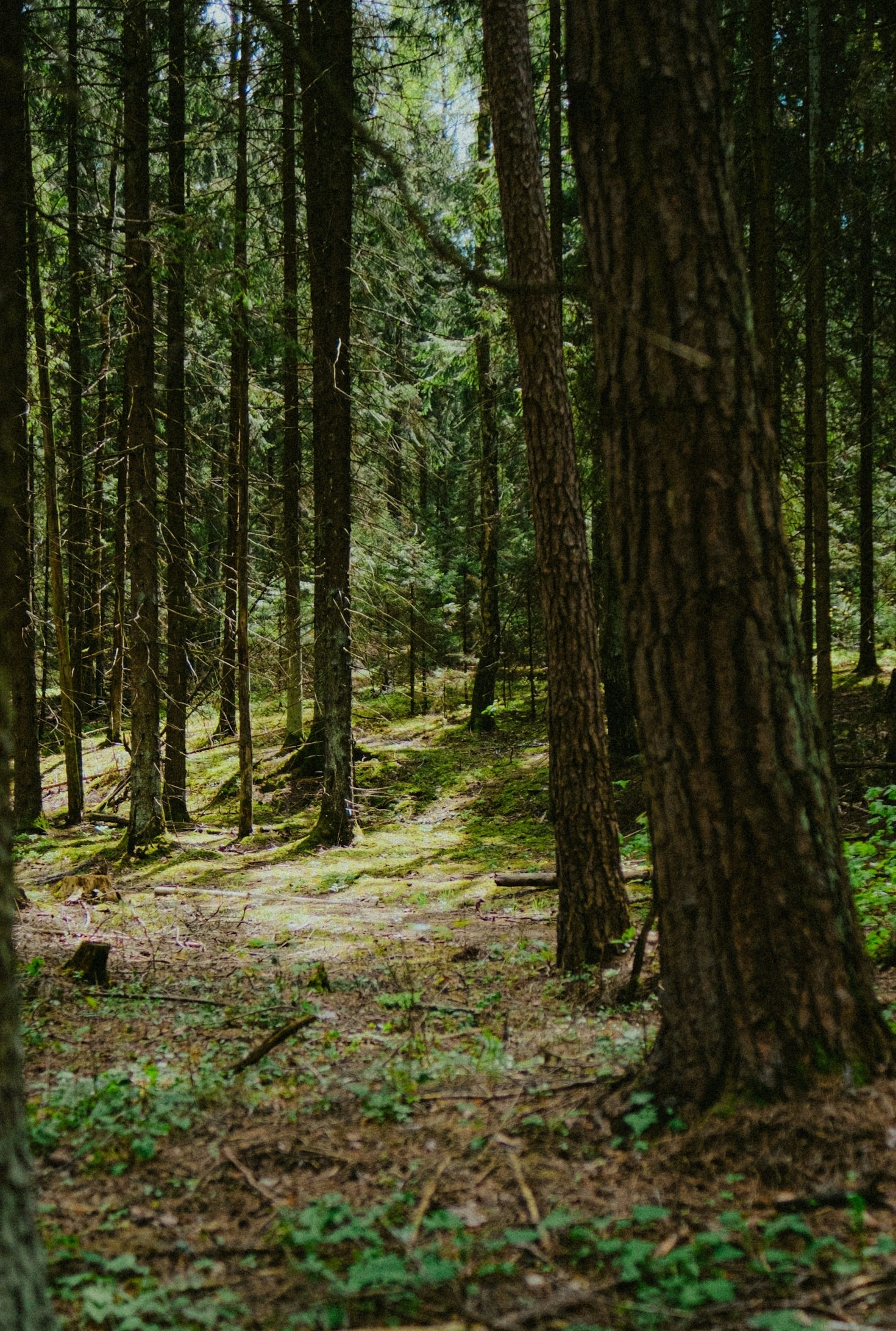 Ein Tag im Wald: Ein Leitfaden für Anfänger