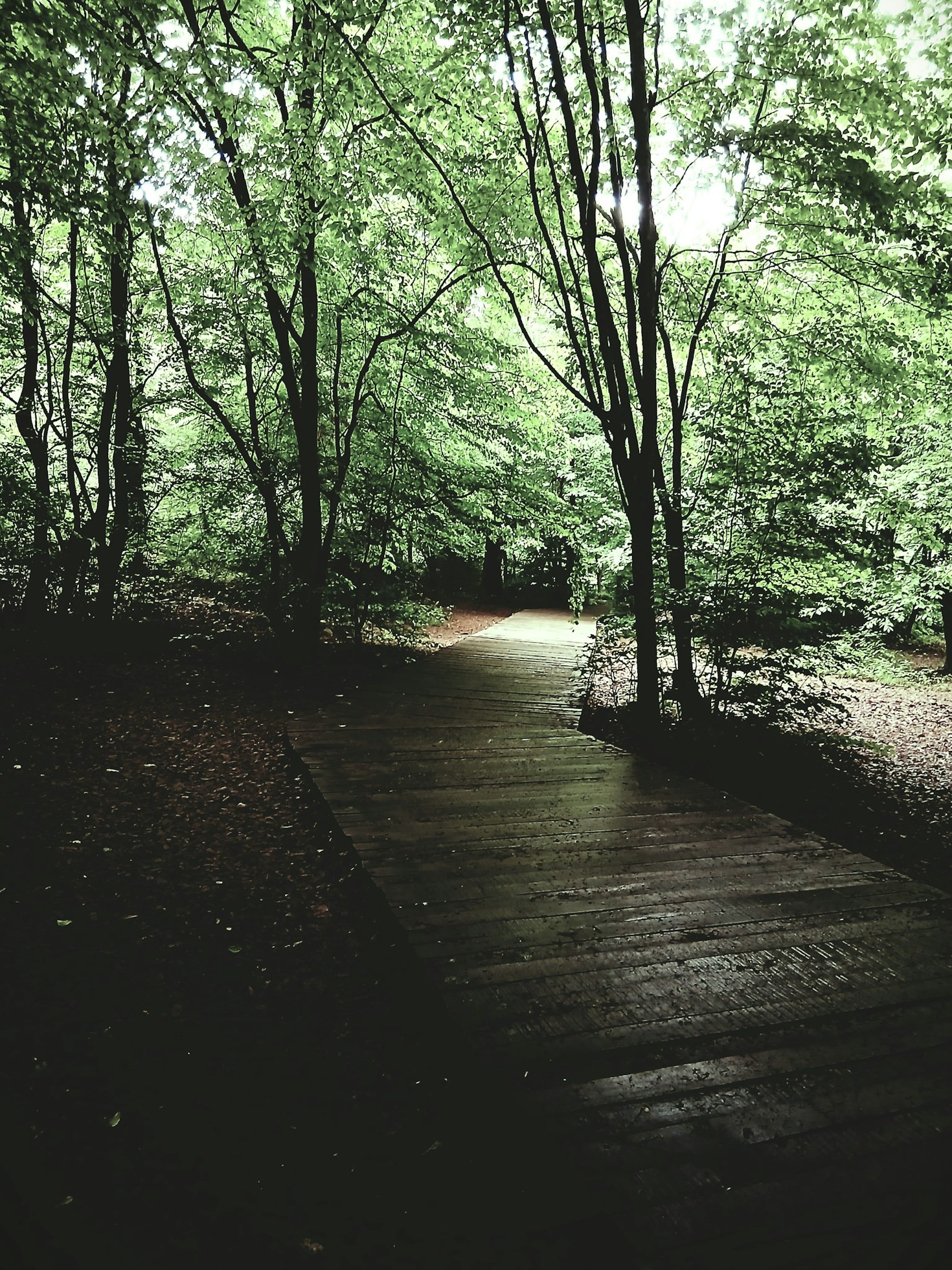 Die Wissenschaft hinter der heilenden Kraft der Wälder