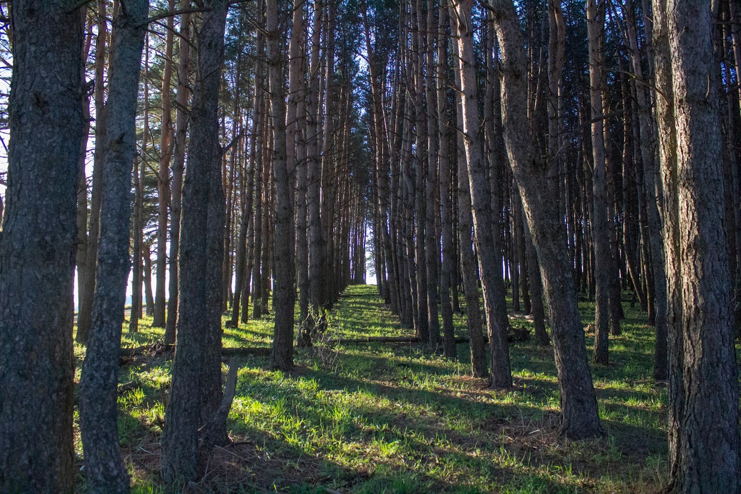 Entspannung im Grün: Tipps für das perfekte Waldbaden